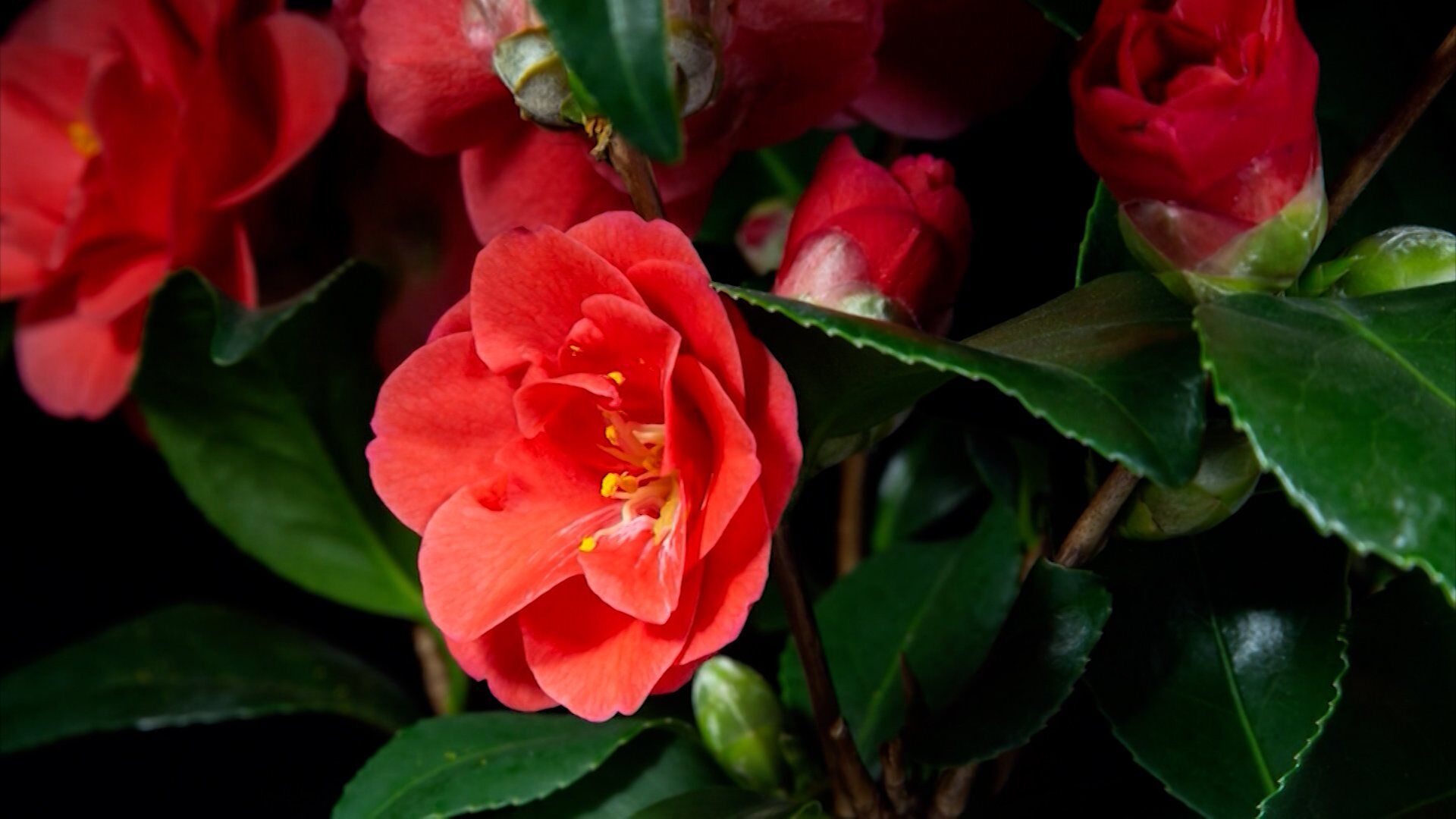 Ginny Rosenkranz Brings In some Beautiful Fall-Blooming Camellias